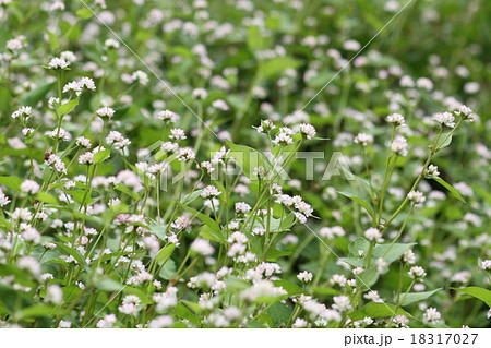 ミゾソバ 花 秋 白花 水辺 群生の写真素材