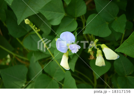 シカクマメの花（ウリズンマメの花） 18317156