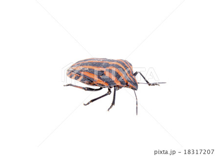 Red black stripe sloe bug on a white background 18317207