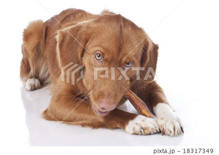 Retriever is chewing a chew toy 18317349