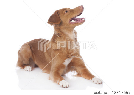 Retriever lying on the floor 18317667