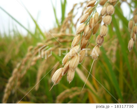 稲穂 稲穂 18317730
