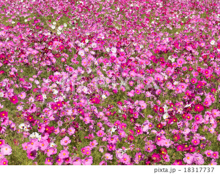コスモス コスモス 18317737