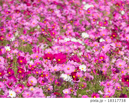 コスモス 18317738