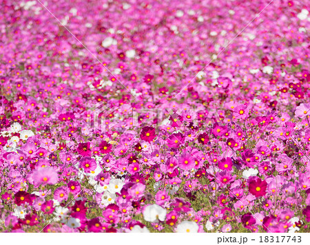 コスモス 18317743