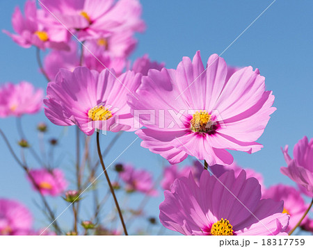 コスモス 18317759