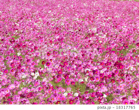 コスモス 18317765