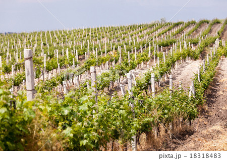 vineyard in the summer 18318483