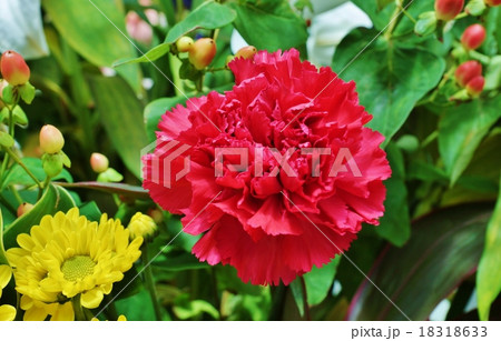 母の日背景素材 赤いカーネーションの花アップ 緑の葉バック横位置の写真素材