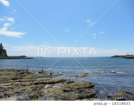 ペリカン at the rocks in Kiama  18318635