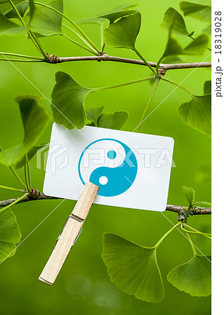 The Yin & Yang Sign in a Ginkgo Tree The Yin & Yang Sign in a Ginkgo Tree 18319028