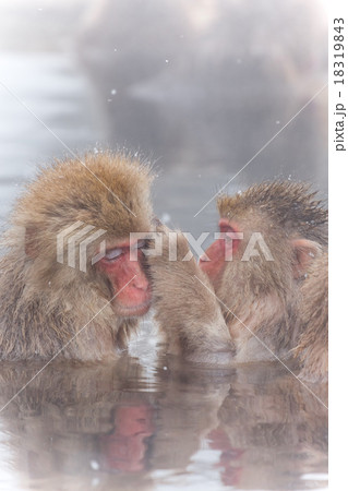 温泉でいやされるおさるさん Japanese monkey outdoor bath 18319843