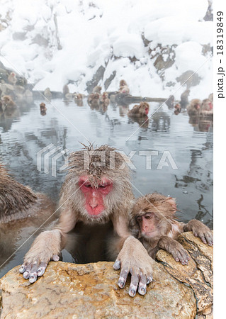 温泉でいやされるおさるさん親子 Japanese monkey outdoor bath 18319849