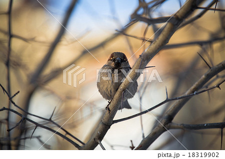 Chipping Sparrow Chipping Sparrow 18319902