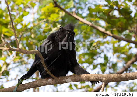 portrait of Celebes crested macaque, Sulawesi 18319962