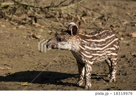 baby of the endangered South American tapir 18319976