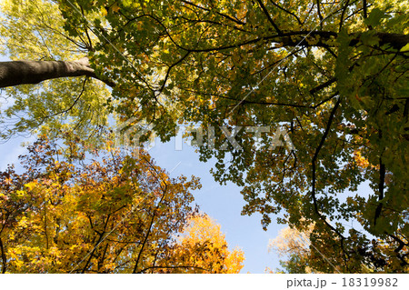 autumn tree top on blue sky autumn tree top on blue sky 18319982