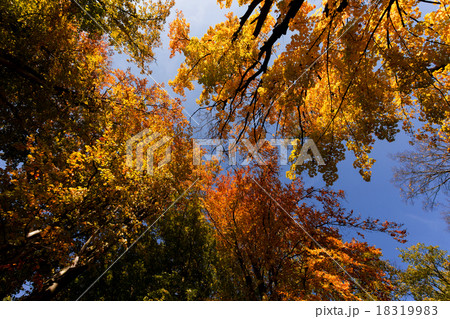 autumn tree top on blue sky autumn tree top on blue sky 18319983