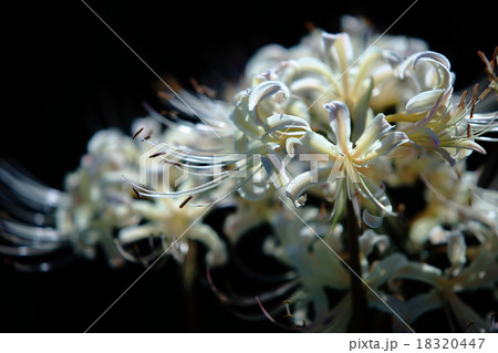 白い彼岸花 白い彼岸花 18320447