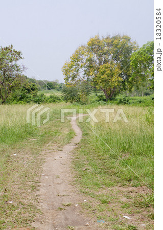 Trail passing through dense grasses 18320584
