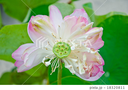 Water lily. 18320811