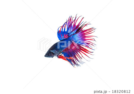 Siamese fighting fish 18320812