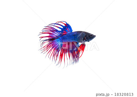 Siamese fighting fish 18320813