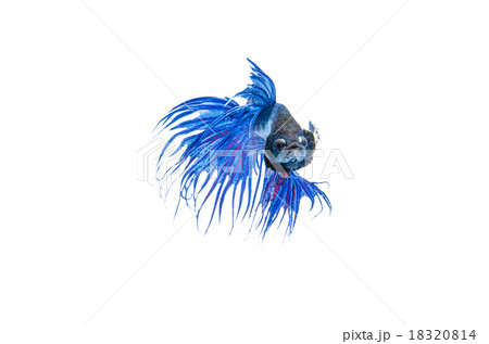 Siamese fighting fish 18320814