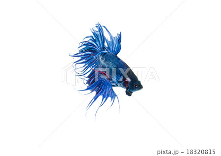 Siamese fighting fish 18320815