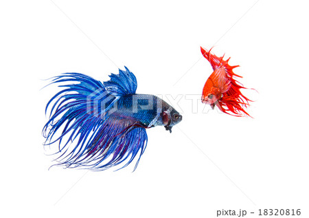 Siamese fighting fish 18320816