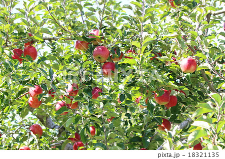 りんご　紅玉 18321135