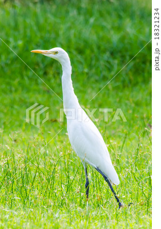 White egret. 18321234