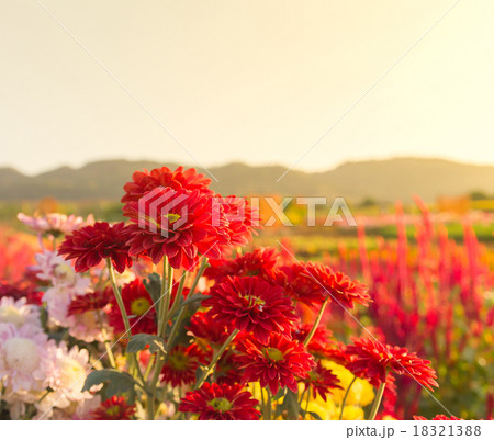 Red gerbera or chrysanthemum flowers in garden Red gerbera or chrysanthemum flowers in garden 18321388