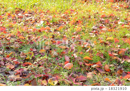 秋の紅葉した落ち葉 18321910