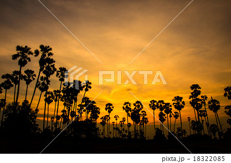 Sugar palm tree. Sugar palm tree. 18322085