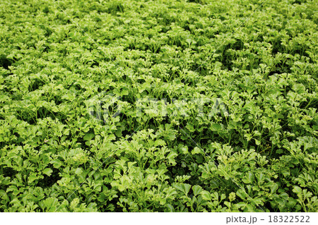 Background of vegetable field 18322522