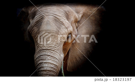 Elephant Elephant 18323197