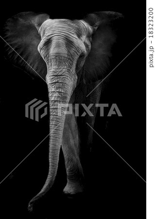 Elephant Elephant 18323200