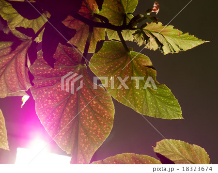 Leaf background. 18323674