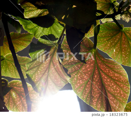 Leaf background. 18323675