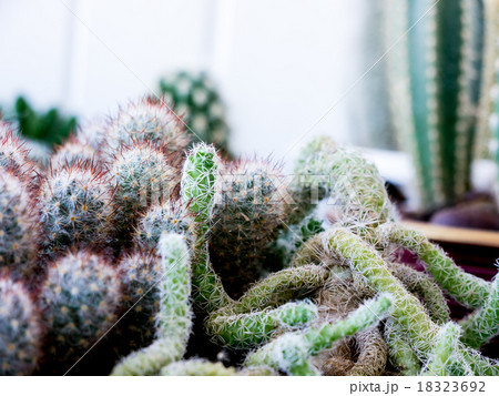 Cactus. Cactus. 18323692