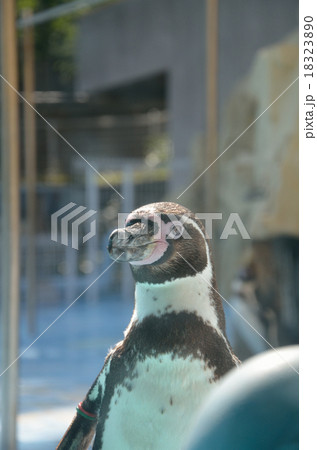 フンボルトペンギン フンボルトペンギン 18323890