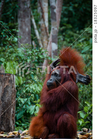 Sitting Orang Utan in Borneo Indonesia Sitting Orang Utan in Borneo Indonesia 18325097