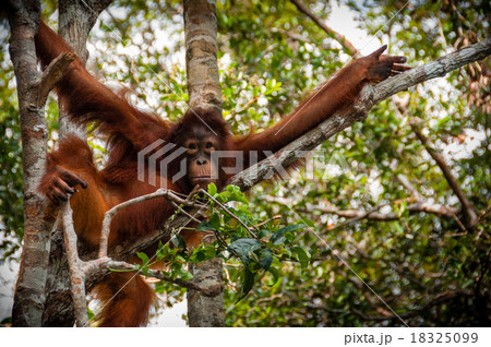 Orang Utan sitting on a tree in Borneo Indonesia Orang Utan sitting on a tree in Borneo Indonesia 18325099
