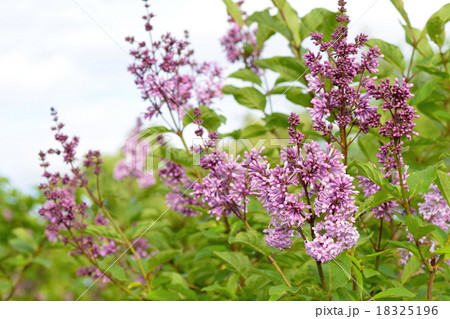 イザベル(ライラック) イザベル(ライラック) 18325196