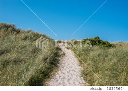 Beach path with green grass Beach path with green grass 18325694
