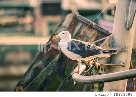 Seagull on a boat 18325698