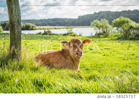 Calf relaxing in the grass Calf relaxing in the grass 18325717