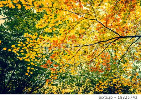 Autumn leaves in the forest 18325743