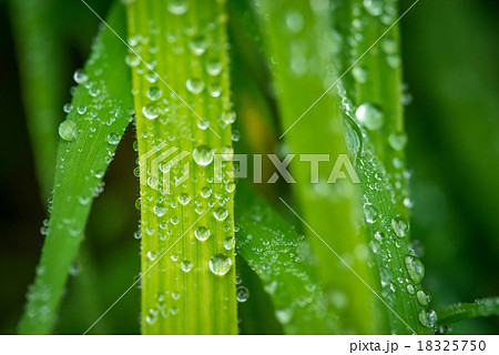 Grass after the rain Grass after the rain 18325750